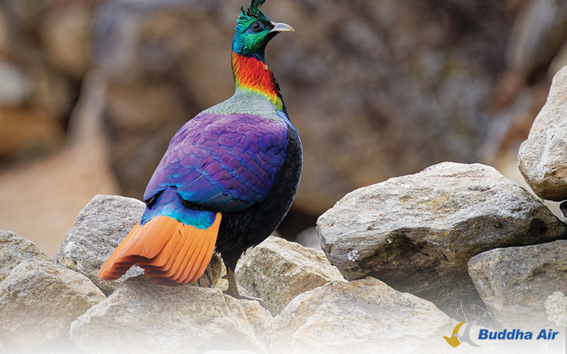 Himalayan Monal-Wildlife Tourism